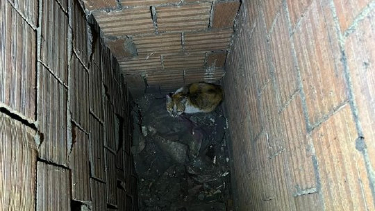 Erzincan'da havalandırma boşluğuna düşen kediyi itfaiye kurtardı