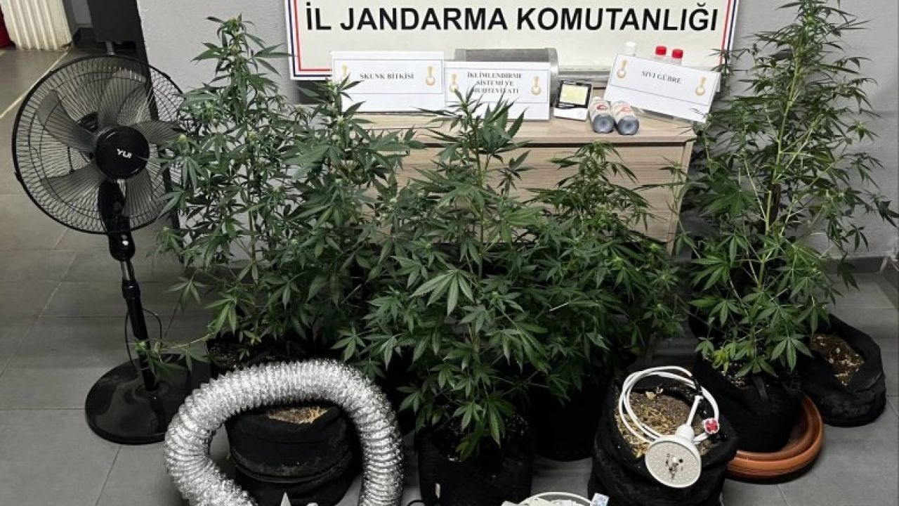 Evin bodrum katında uyuşturucu yetiştirmek için düzenek kurdu