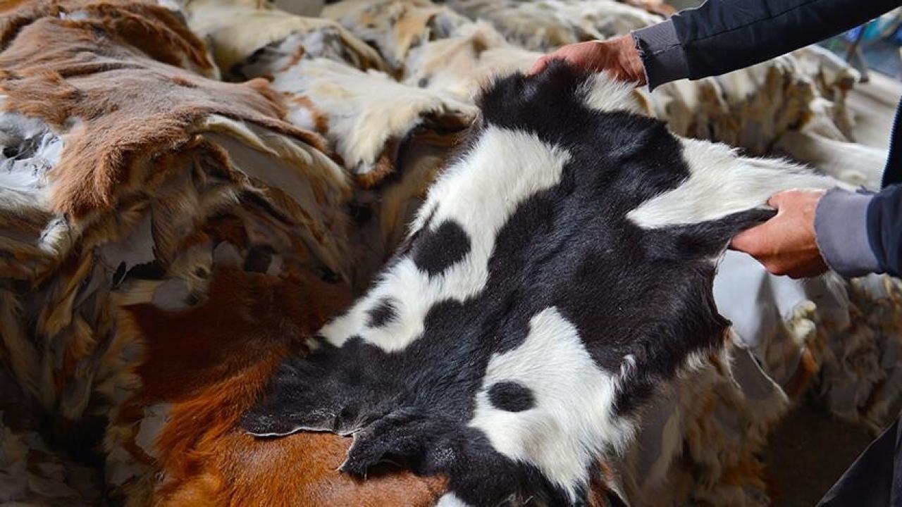 Kurban Derileri Türk Deri Sektörüne "Can Suyu" Oluyor: 800 Milyon Dolarlık Katma Değer