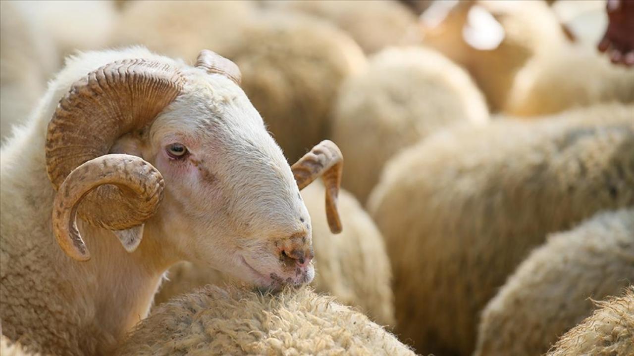 Kurban Kesilirken Okunacak Dualar ve Kesim Esnasında Yapılması Gerekenler