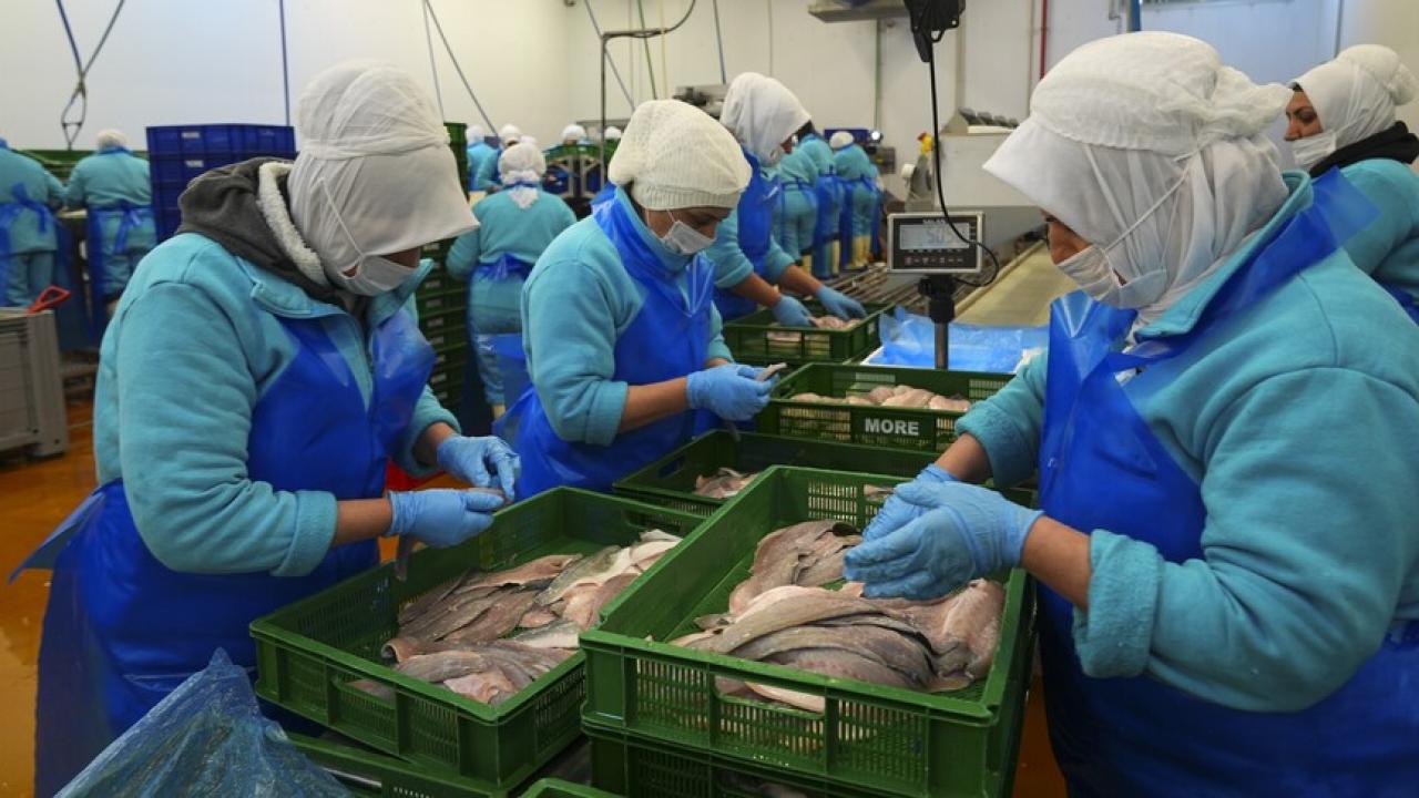 Türkiye Su Ürünleri İhracatında Rekor: 133 Ülkeye 2,2 Milyar Dolarlık İhracat