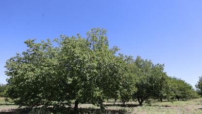 Dünya Kayısı Başkenti Malatya’da Mevsimlerin Renk Şöleni