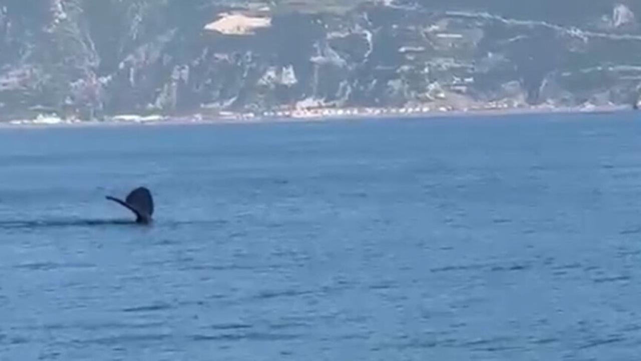 Akdeniz'de Dev Balina Sürprizi: Samandağ Açıklarında Sıra Dışı Karşılaşma!