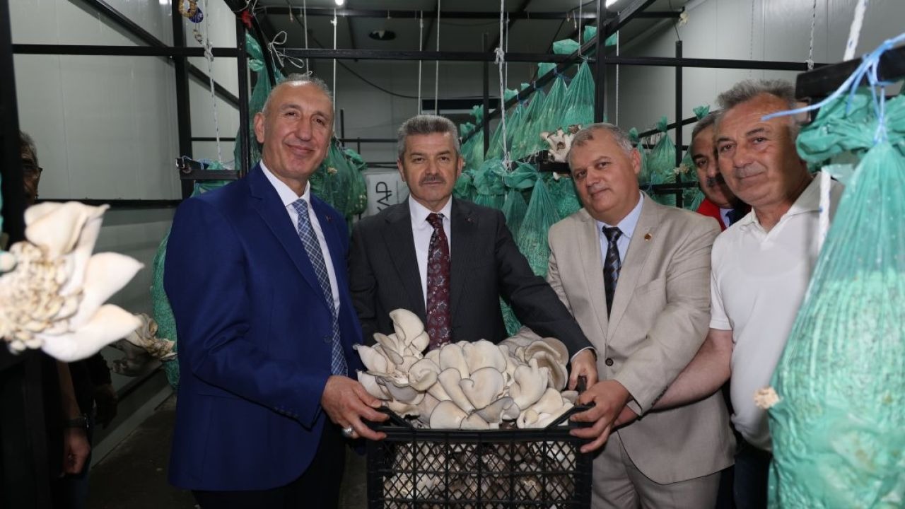 Artvin'de Atıl Tünel Mantar Üretim Üssüne Dönüştü: İlk Hasat Yapıldı