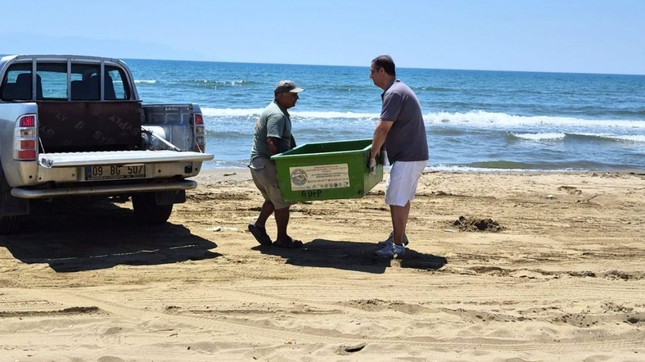 İzmir ve Aydın'da Üzücü Manzara: 3 Caretta Caretta Ölü Bulundu