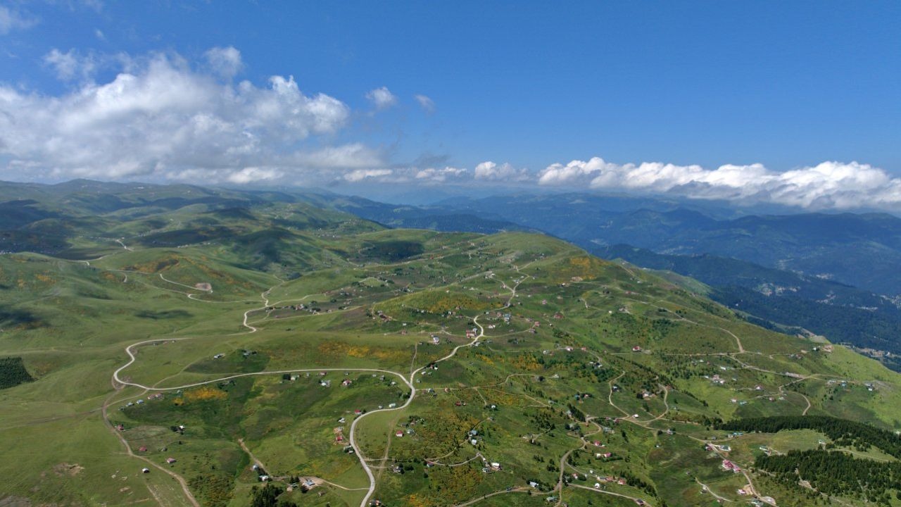 Orman Gülleri Trabzon’daki Taşlıoba Yaylası’nı Renk Cümbüşüne Dönüştürdü